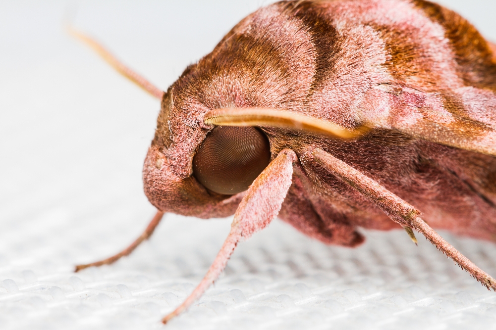 How can you get rid of clothes moths?, Insects